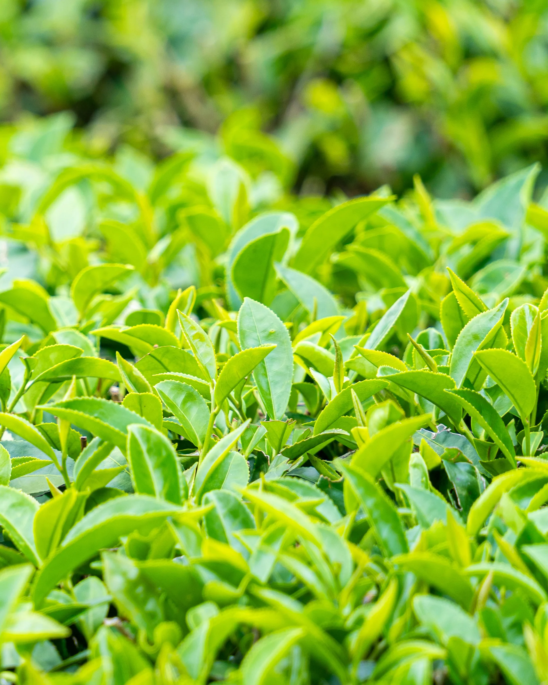 Beauty Secrets of Japan, Green Tea Floral Water - Image 2