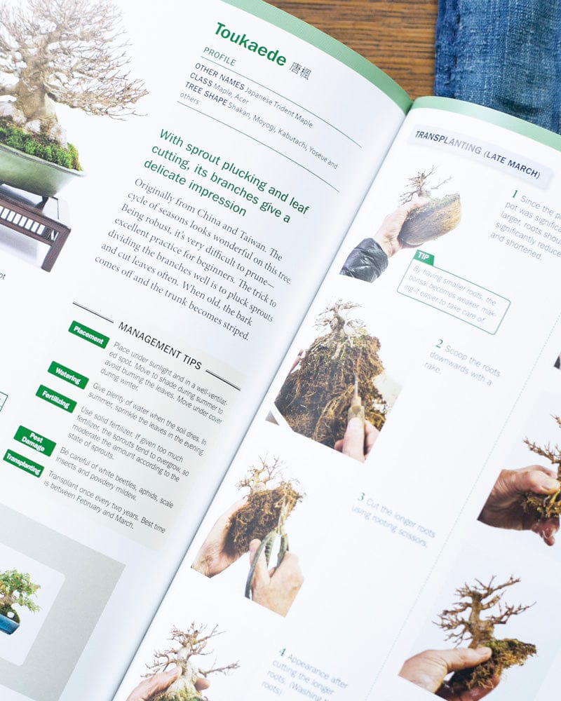 ENG: The Ultimate Bonsai Handbook - Image 3